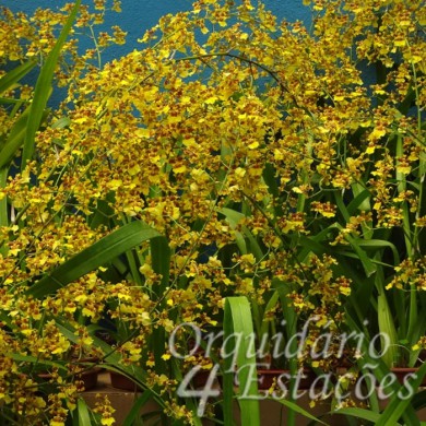 Orquídea Oncidium sphacelatum - Orquidário 4 Estações - Orquídeas e Flores  Ornamentais