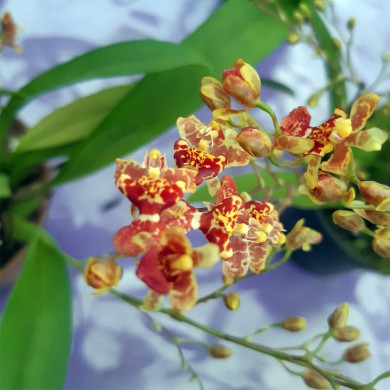 Orquídea Oncidium Twinkle Abóbora - AD
