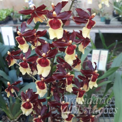 Orquídea Oncidium Volcano Hula Halau - AD