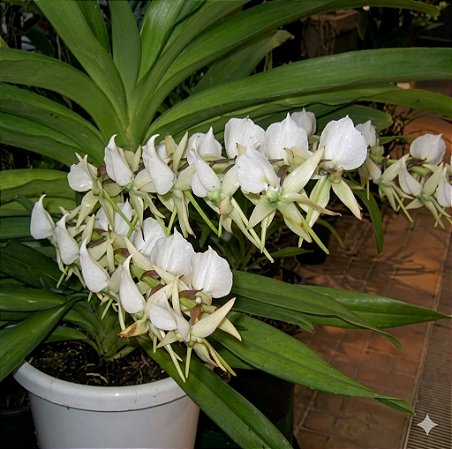 Orquídea Angraecum eburneum - Nbs
