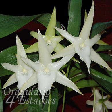 Orquídea Angraecum sesquipedale - AD