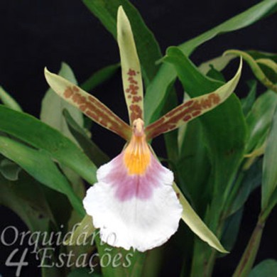 Orquídea Aspasia silvana - AD