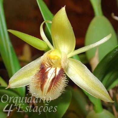 Orquídea Coelogyne fimbriata - AD