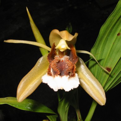 Orquídea Coelogyne speciosa - AD