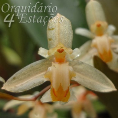 Orquídea Coelogyne sulphurea - AD