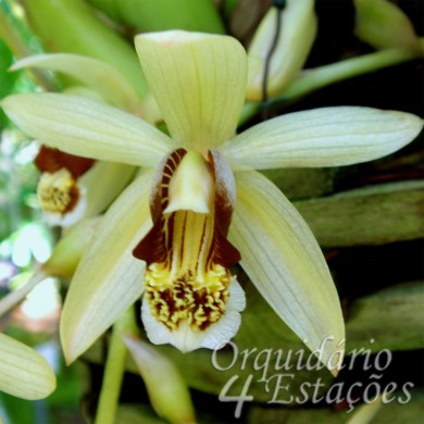 Orquídea Coelogyne tomentosa - AD