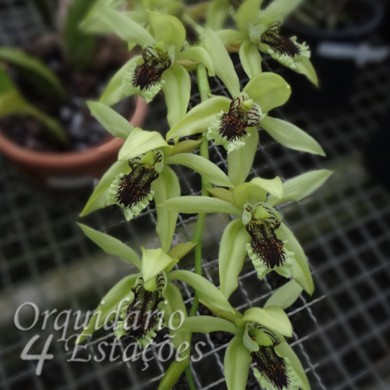 Orquídea Coelogyne pandurata - Orquidário 4 Estações - Orquídeas e Flores  Ornamentais