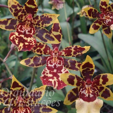 Orquídea Colmanara Diversas - Orquidário 4 Estações - Orquídeas e Flores  Ornamentais