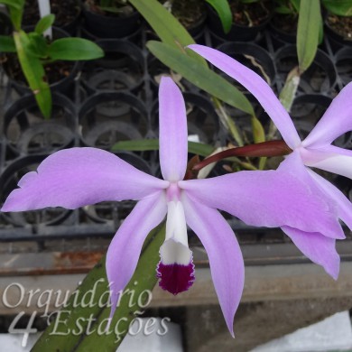 Orquídea Laelia perrini - NBS