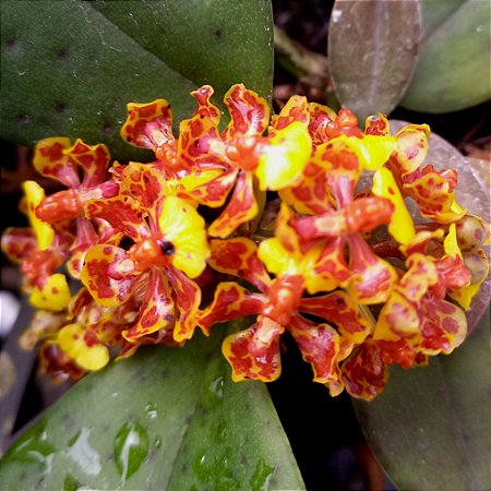 Oncidium nanum - Ad