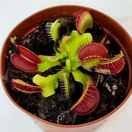 Planta Carnívora Dionaea - Ad