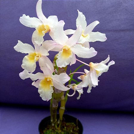 Orquídea Dendrobium Stardust "Perolado" - AD