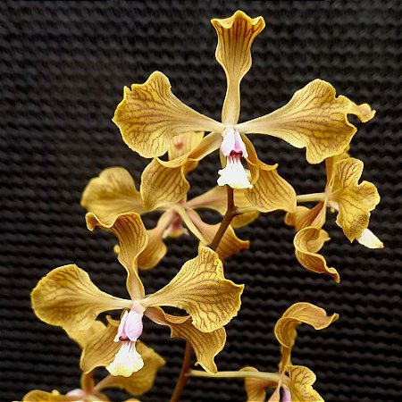 Orquídea Encyclia fowliei - Ad