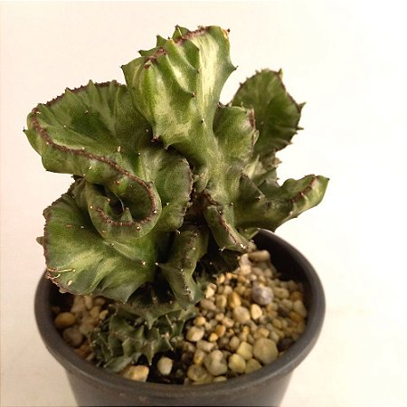 Cacto Euphorbia Lactea Cristata