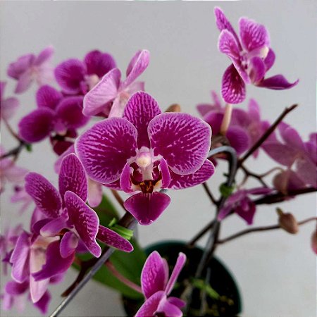 Orquídea Phalaenopsis Rosa média - Orquidário 4 Estações - Orquídeas e  Flores Ornamentais