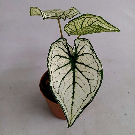 Caladium branco/verde n.05