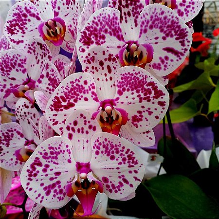 Orquídea Phalaenopsis Branca pintada - Orquidário 4 Estações - Orquídeas e  Flores Ornamentais