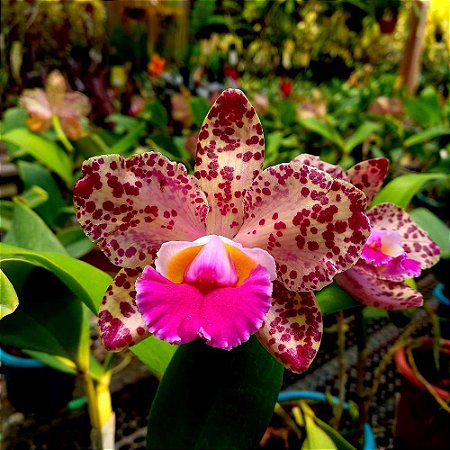 Orquídea Cattleya Durigan - Orquidário 4 Estações - Orquídeas e Flores  Ornamentais