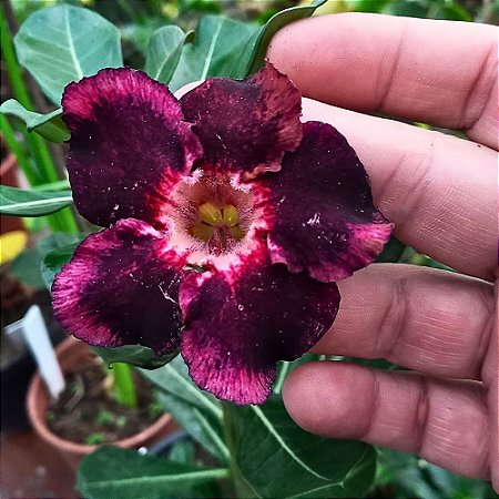 Rosa do Deserto Especial n.1