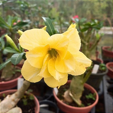 Rosa do Deserto amarela (enxertada)