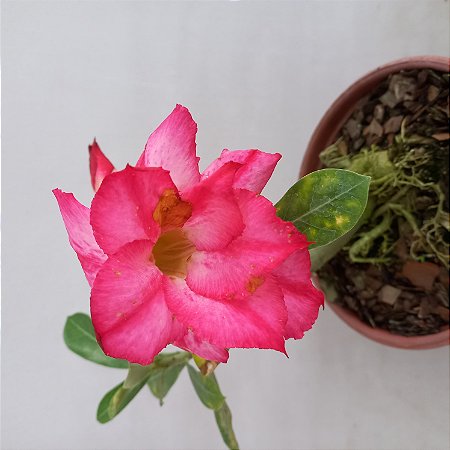 Rosa do Deserto - N.230102