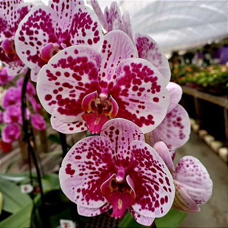 Orquídea Phalaenopsis Branca pintada - Orquidário 4 Estações - Orquídeas e  Flores Ornamentais