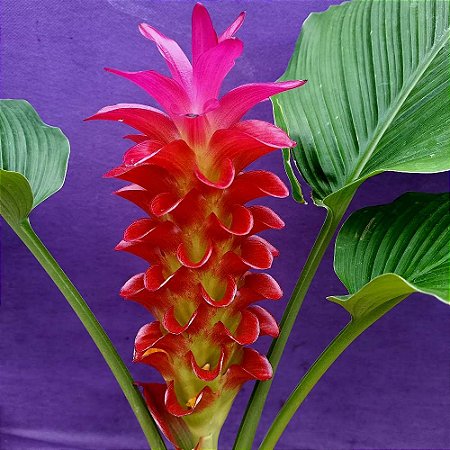 Cúrcuma Red Torch - Orquidário 4 Estações - Orquídeas e Flores Ornamentais