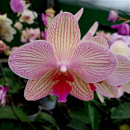 Orquídea Phalaenopsis estriata - Orquidário 4 Estações - Orquídeas e Flores  Ornamentais