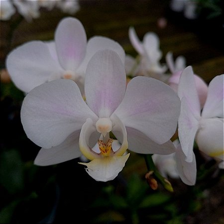 Orquídea Phalaenopsis Rosa Claro - Ad