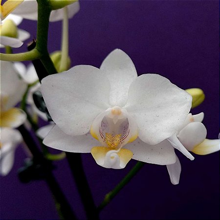 Orquídea Phalaenopsis Branca mini n.01