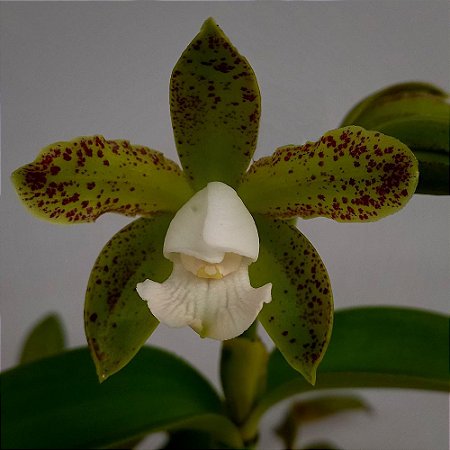 Orquídea Cattleya guttata "cetro de esmeralda" - Ad