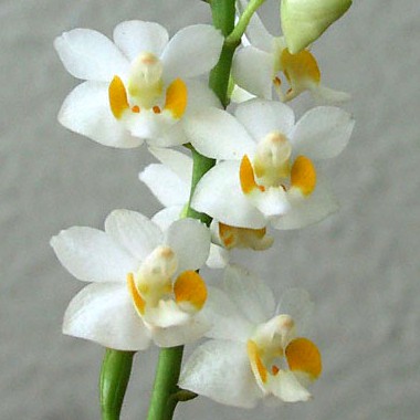 Orquídea Doritis pulcherrima alba - Nbs