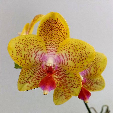 Orquídea Phalaenopsis Amarela Pintada n.01