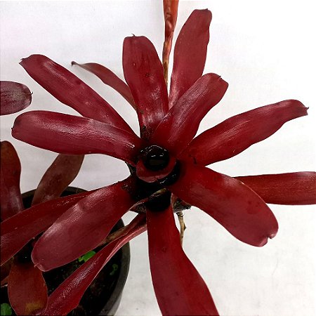 Bromélia Neoregelia Fireball "Rubra"