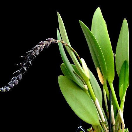 Orquídea Pleurothallis saurocephala - Orquidário 4 Estações - Orquídeas e  Flores Ornamentais