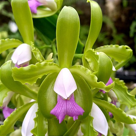 Orquídea Cattleya tigrina "Lilasina" - Adulta