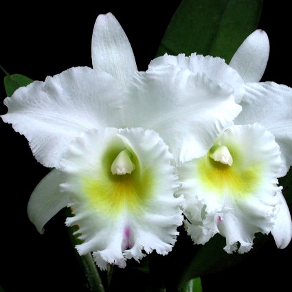 Orquídea Bc. Pastoral "Innocence" - Nbs