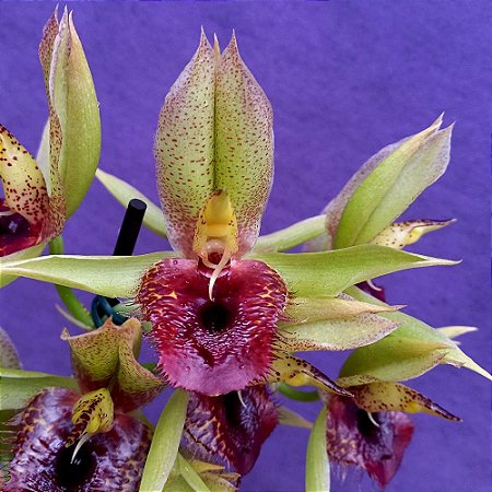 Orquídea Catasetum Green Dragon - Orquidário 4 Estações - Orquídeas e  Flores Ornamentais