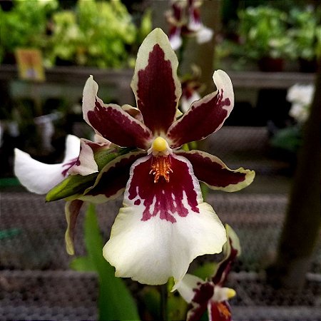 Orquídea Miltonidium Goliath's Spire - Ad