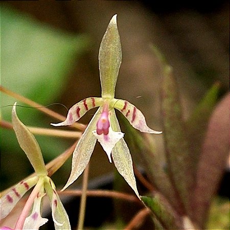 Orquídea macroclinium wullschlaegelianum - Ad