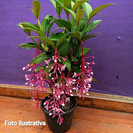 Medinila - Medinilla florinilla - 25cm