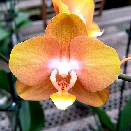 Orquídea Phalaenopsis Las Vegas "Bronze" - Ad