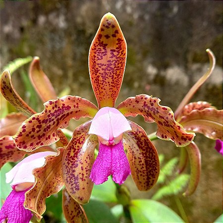 Orquídea Cattleya guttata tipo - Ad