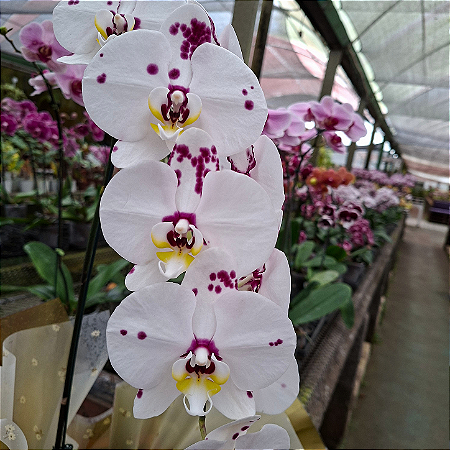 Orquídea Phalaenopsis Branca pintada n.05