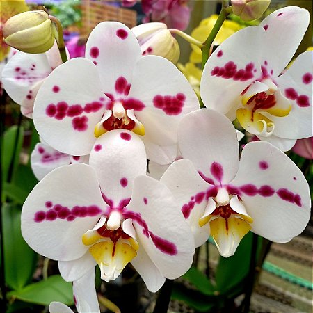 Orquídea Phalaenopsis Branca pintada - Orquidário 4 Estações - Orquídeas e  Flores Ornamentais