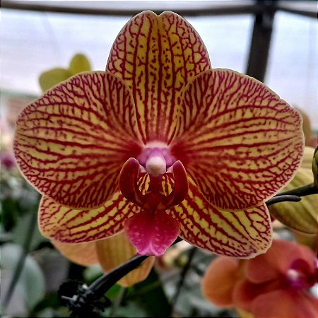 Orquídea Phalaenopsis Kaleidoscope - Ad