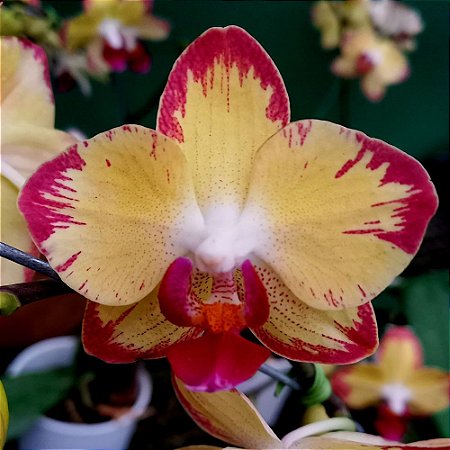 Orquídea Phalaenopsis amarela mesclada n.1 - Ad