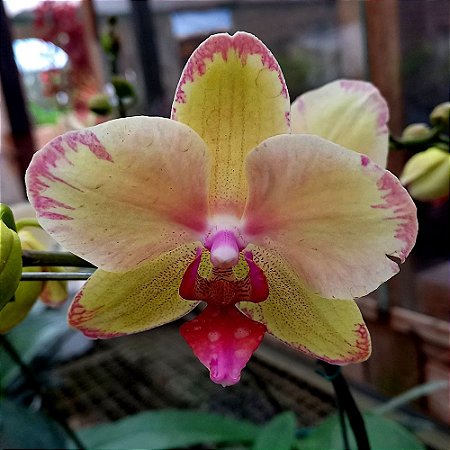 Orquídea Phalaenopsis amarela mesclada n.2 - Ad