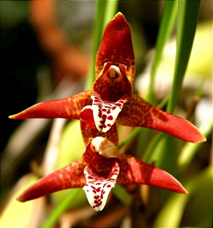 Orquídea Maxillaria tenuifolia - Ad