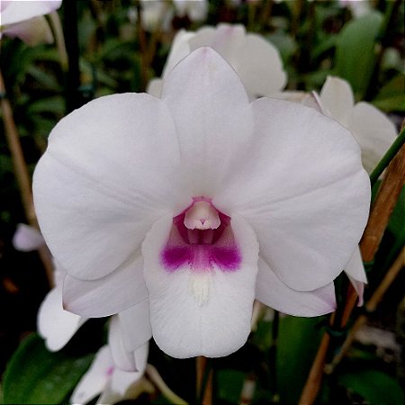 Orquídea Dendrobium phalaenopsis semi-albo - AD